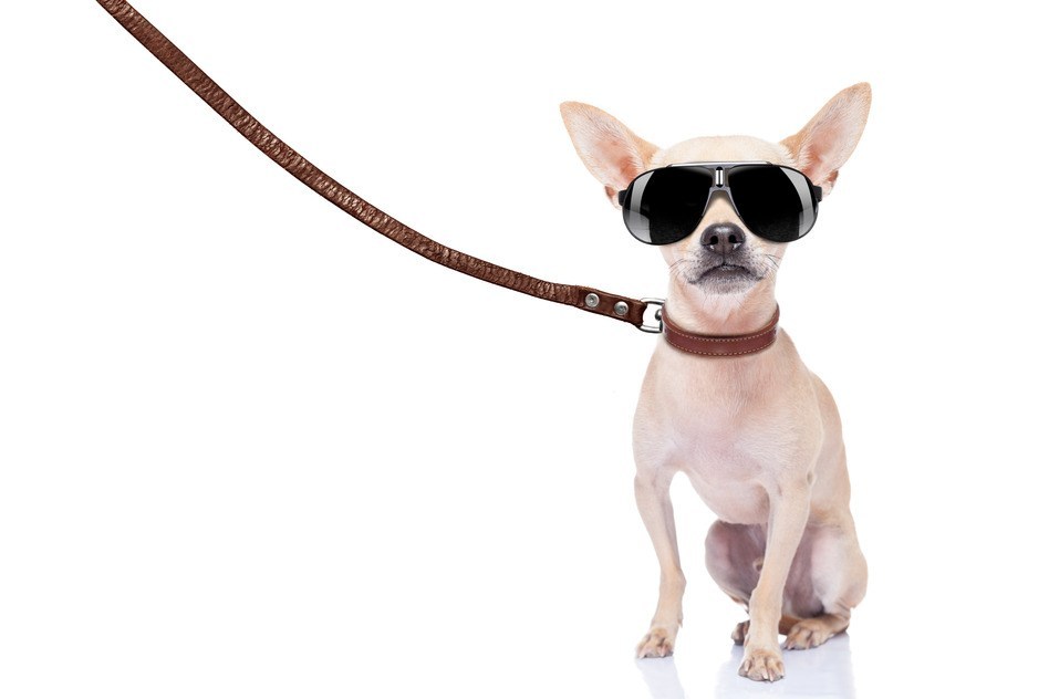 cool chihuahua going for an outing with her dog walker